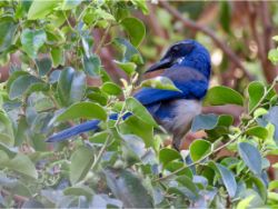 California Scrub-Jay